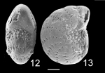 Elphidium nitidum TOPOTYPE NZ