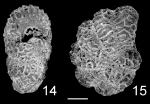 Cristatavultus pacificus Samoa
