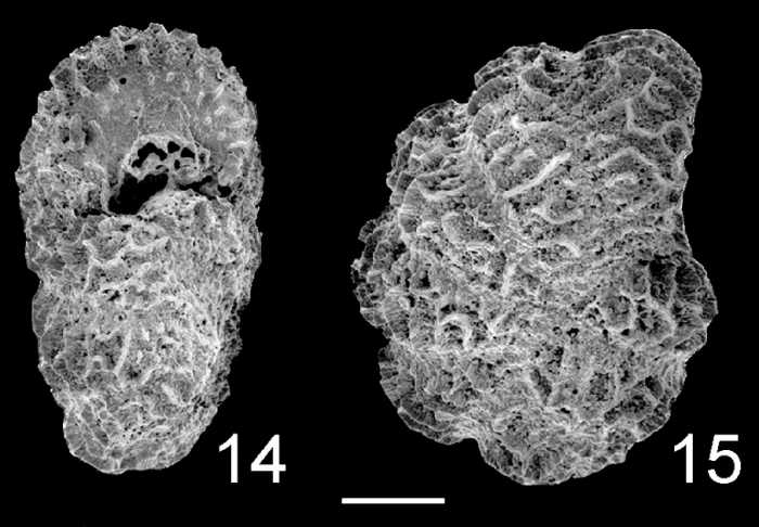 Cristatavultus pacificus Samoa Cristatavultus pacificus Samoa