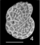 Discorotalia aranea TOPOTYPE NZ