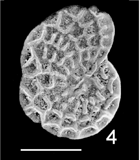 Discorotalia aranea TOPOTYPE NZ Discorotalia aranea TOPOTYPE NZ
