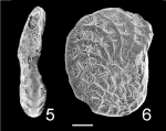 Discorotalia aranea NZ