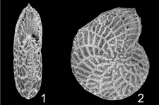Parrellina verriculata  Australia, author: Hayward, Bruce