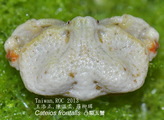 Cateios frontalis, author: wj Chen; LC, Lo; TC, Chen