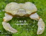 Cateios frontalis, author: wj Chen; LC, Lo; TC, Chen