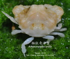 Actaeomorpha erosa, author: wj Chen; LC, Lo; TC, Chen