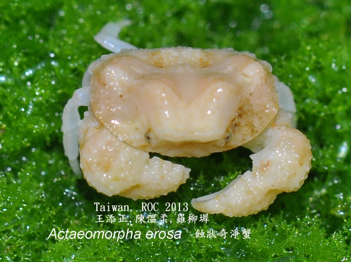 Actaeomorpha erosa 