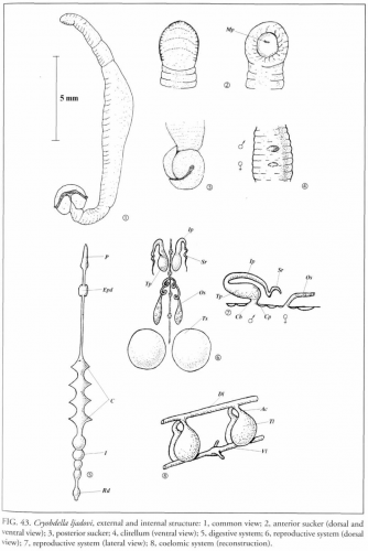Cryobdella ljadovi, external and internal structures Cryobdella ljadovi, external and internal structures