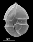 Amphidoma languida