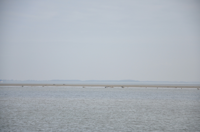 MARIDIV Boat trip Hooge Platen01