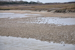 MARIDIV Zwin Bioturbation1