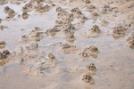 MARIDIV Zwin Bioturbation4 detail