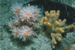 Anthozoa