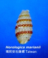 Horologica marianii, author: wj Chen