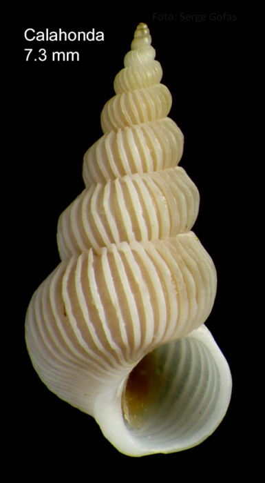 Epitonium pulchellum (Bivona, 1832)Specimen from Calahonda, Málaga, Spain (actual size 7.3 mm).