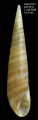 Eulima glabra (da Costa, 1778)Specimen from Cabo Pino, Málaga, Spain, 15 m (actual size 10.3 mm).