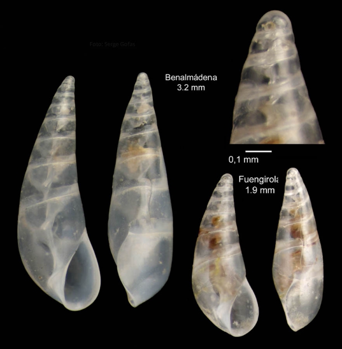 Curveulima dautzenbergi (Pallary, 1900)Specimens from Benalmádena, Spain (actual size 3.3 mm) and from Fuengirola, Spain (actual size 1.9 mm).