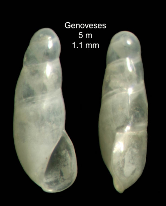 Vitreolina cionella (Monterosato, 1878)Shell from Bahía de los Genoveses, Almería, Spain (actual size 1.1 mm).