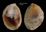 Mollusca (molluscs)