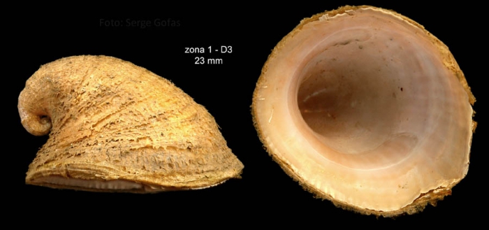 Capulus ungaricus (Linnaeus, 1758)Specimen from Bay of Málaga, Spain (actual size 23 mm).