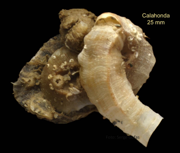 Vermetus triquetrus Bivona Ant., 1832Specimen from Calahonda, Málaga, Spain (actual size 25 mm)