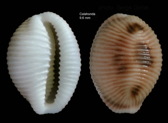 Trivia monacha (da Costa, 1778)Specimen from Calahonda, Málaga, Spain (actual size 9.6 mm).