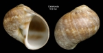 Natica prietoi Hidalgo, 1873Shell from Calahonda, Málaga, Spain (actual size 16.2 mm)