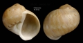 Notocochlis dillwynii (Payraudeau, 1826)Shell from Calahonda, Málaga, Spain (actual size 16.3 mm).