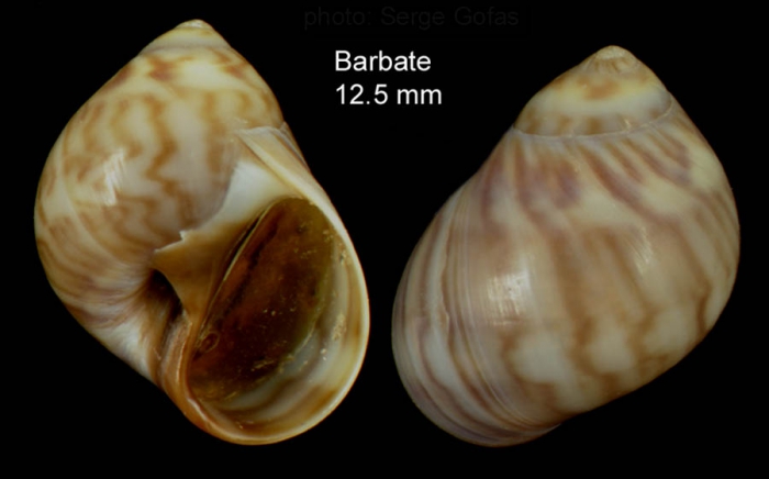 Euspira macilenta (Philippi, 1844)Specimen from Barbate, Spain (actual size 12.5 mm).