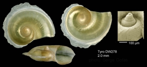 Atlanta brunnea J. E. Gray, 1850Shell from  Tyro seamount, central North Atlantic (actual size 2.0 mm).