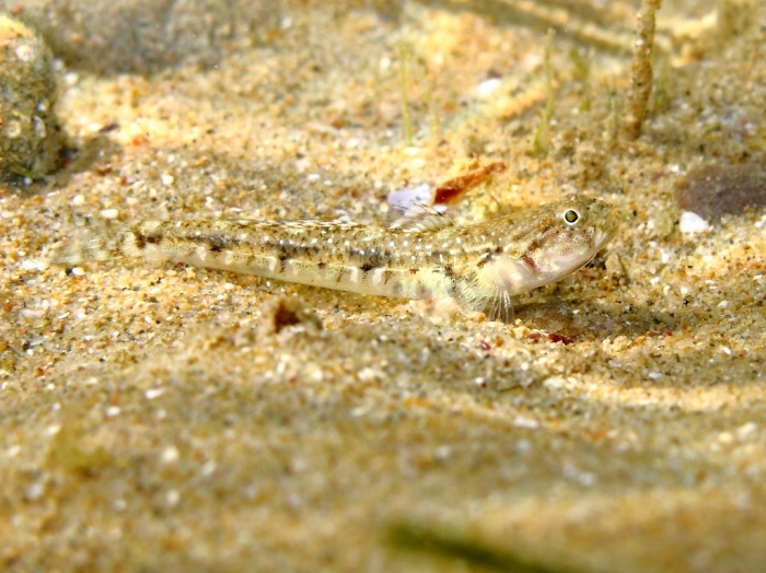 Pomatoschistus bathi (male)