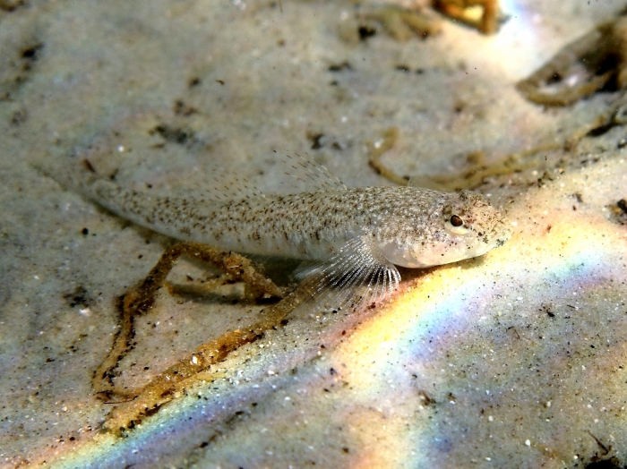 Pomatoschistus marmoratus (female)