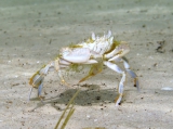 Carcinus aestuarii, author: Pillon, Roberto