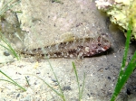 Gobius cruentatus