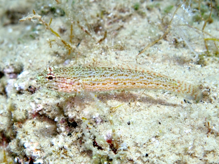 Gobius fallax (female)