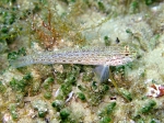 Gobius fallax (male)