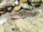 Gobius fallax