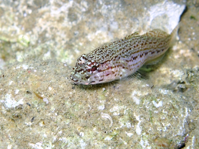 Gobius fallax