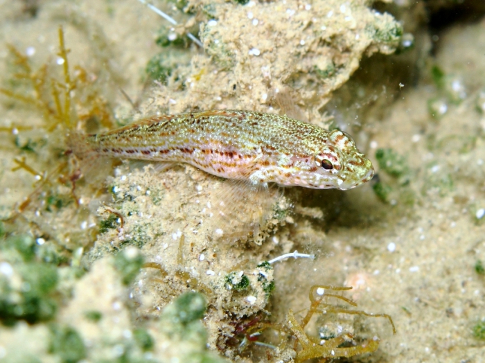 Gobius fallax