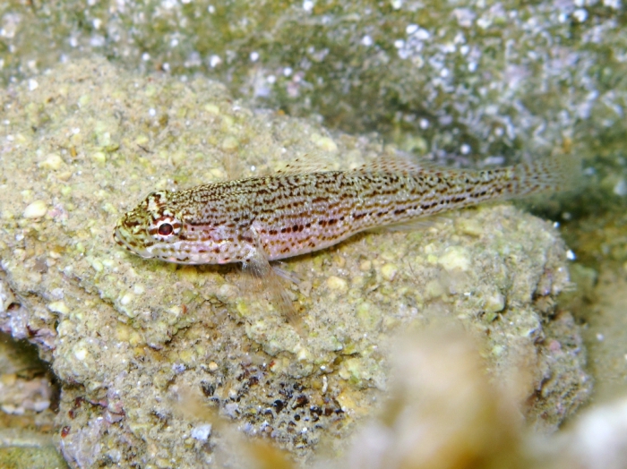 Gobius fallax