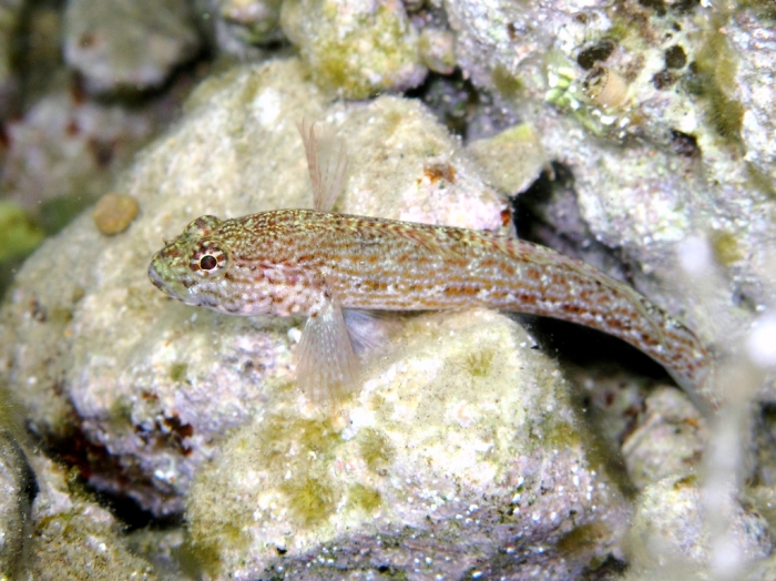 Gobius fallax (male)