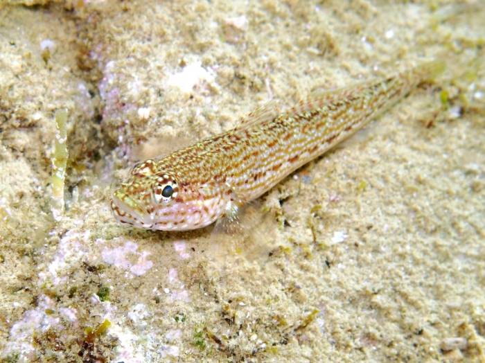 Gobius fallax