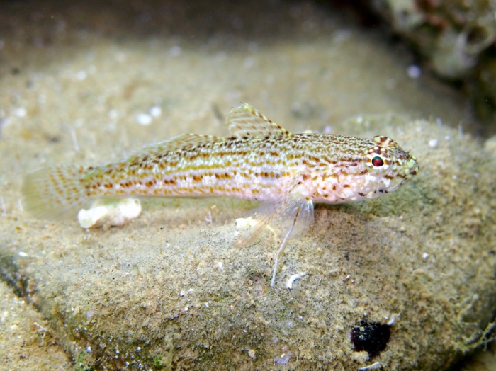 Gobius fallax