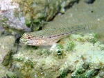 Gobius fallax