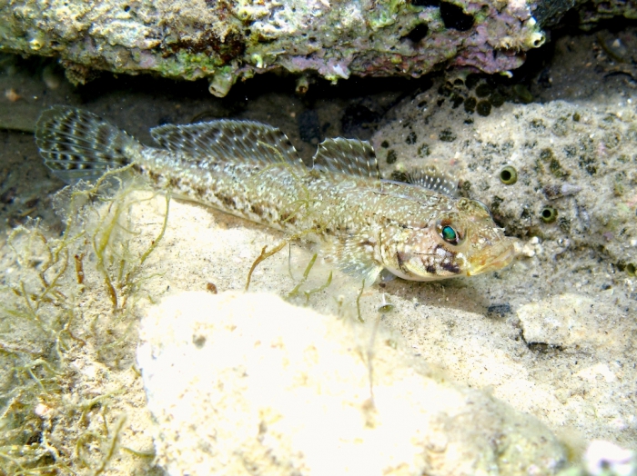 Gobius geniporus