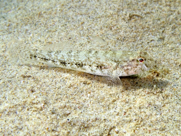 Gobius niger (juvenile)