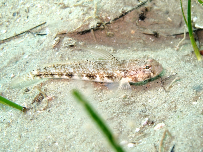 Gobius roulei (male)