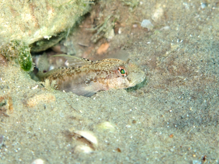 Gobius roulei (male)