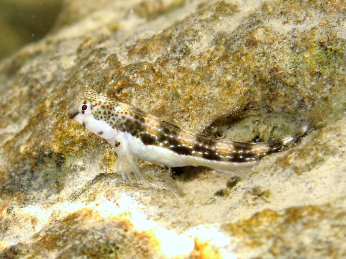 Microlipophrys adriaticus (female)