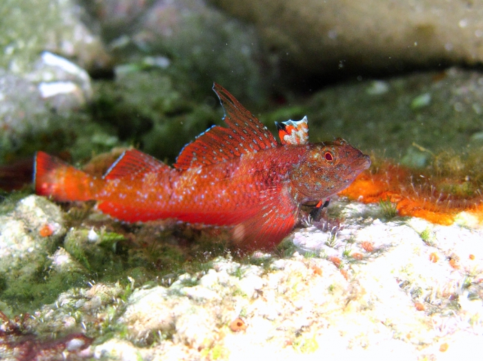 Tripterygion tripteronotum (male)